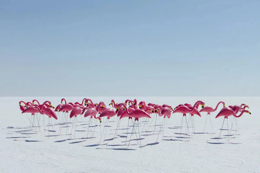 Flamingo Gathering, by Paul Edmondson-PurePhoto