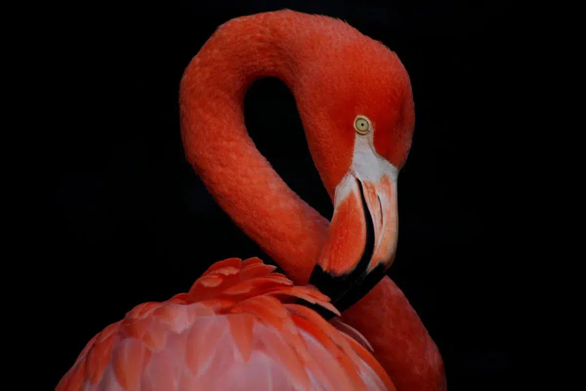 Flamingo Profile, by Michael Duva-PurePhoto