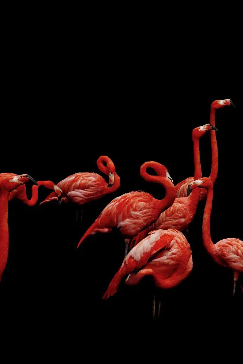 Flamingos Cleaning, by Michael Duva-PurePhoto