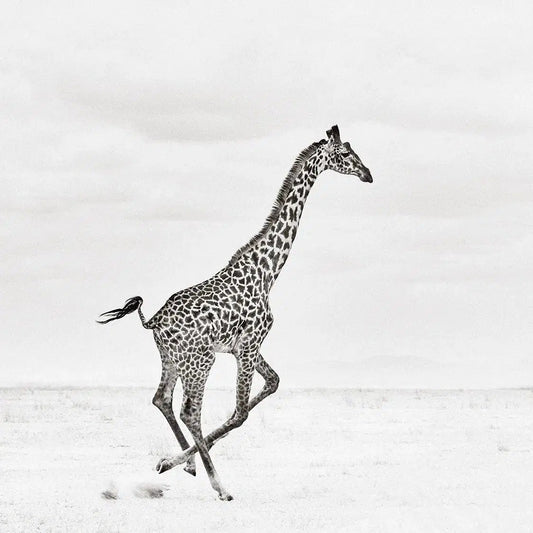 Flight, by Drew Doggett-PurePhoto