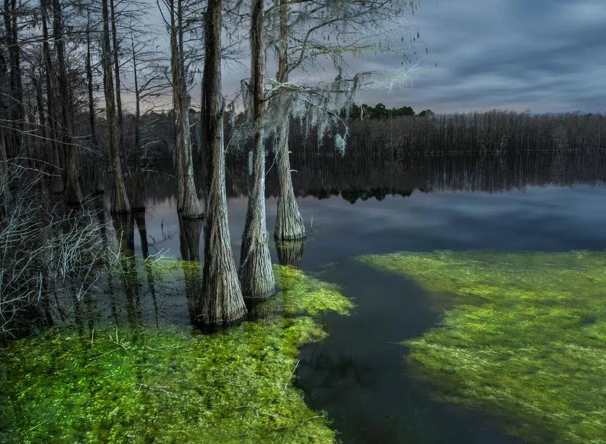 Flooded Cypress #2, by Garret Suhrie-PurePhoto