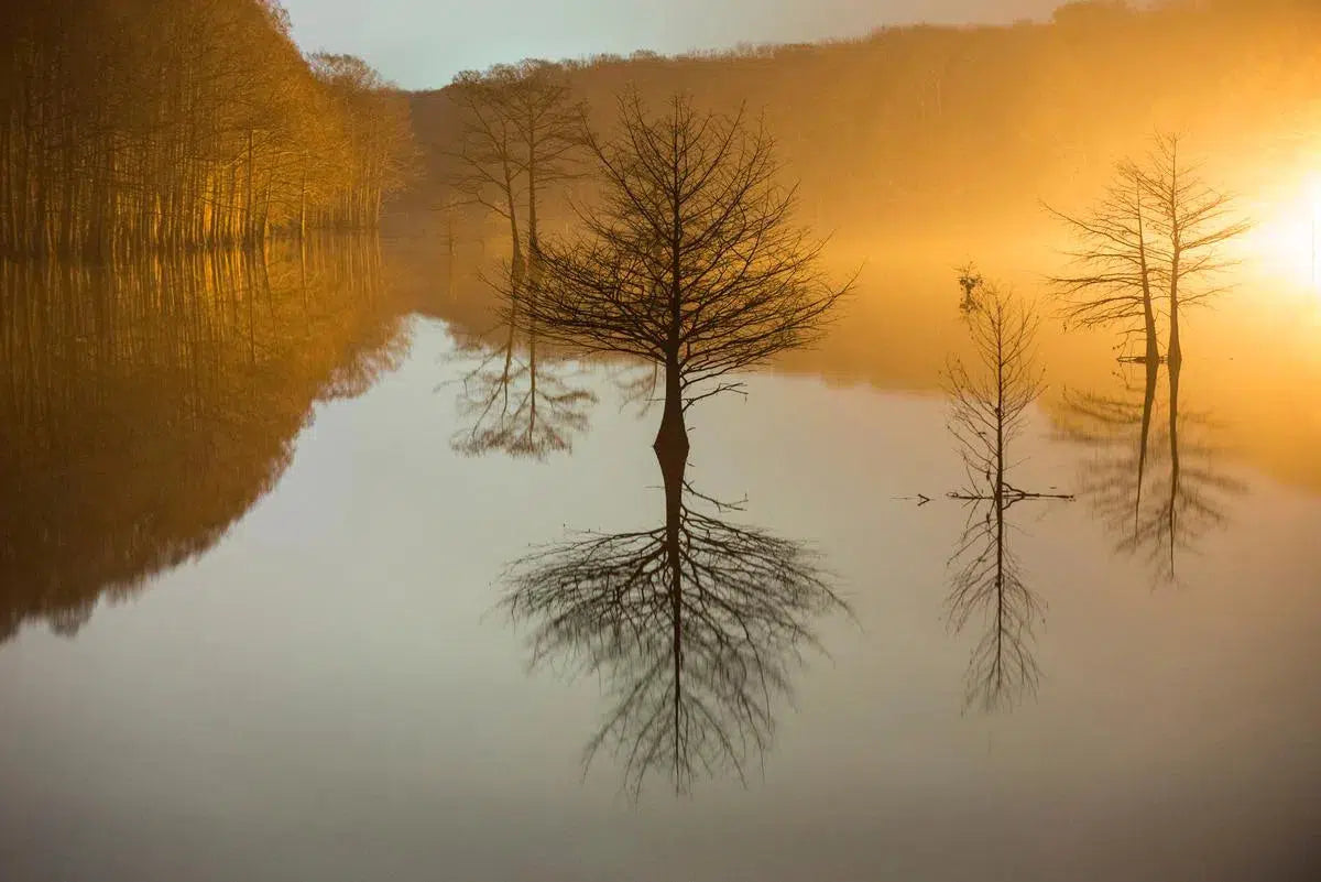 Flooded Cypress #5, by Garret Suhrie-PurePhoto