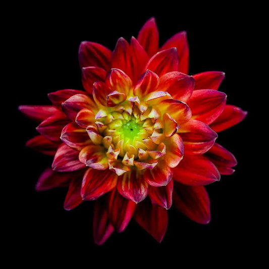 Flower, by Pablo Luna-PurePhoto