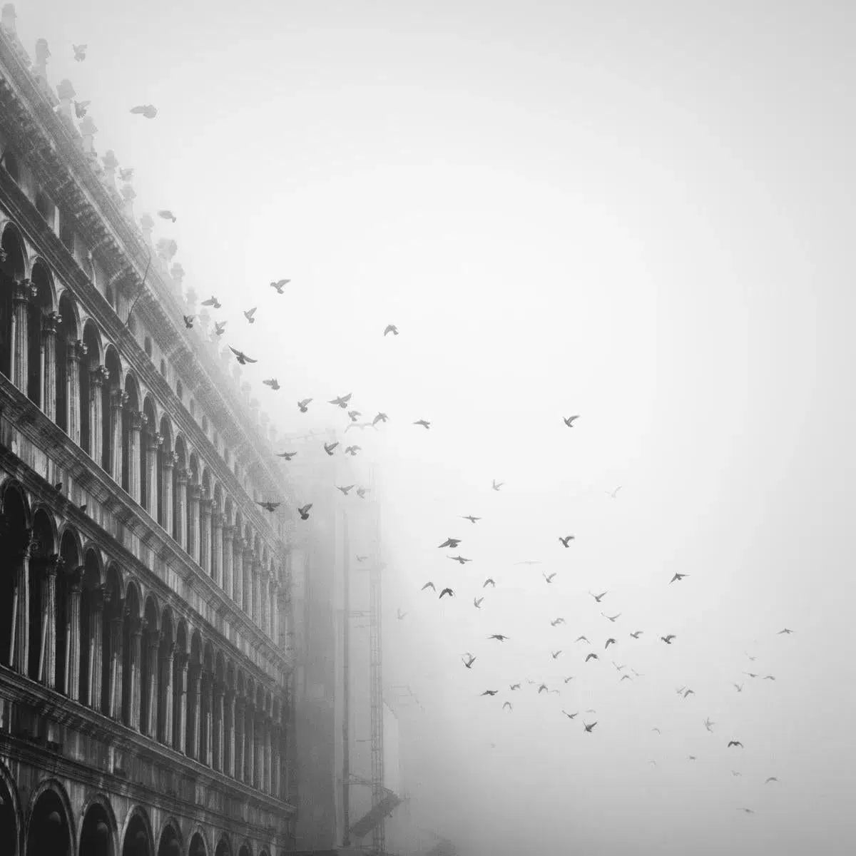 Fly, by Maggy Morrissey-PurePhoto