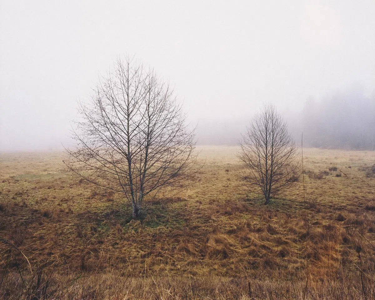 Foggy Morning, by Oliver Regueiro-PurePhoto
