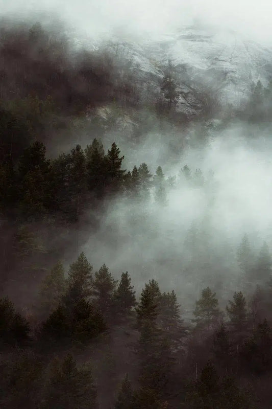Foggy Morning in the Forest – Norway, by Jan Erik Waider-PurePhoto