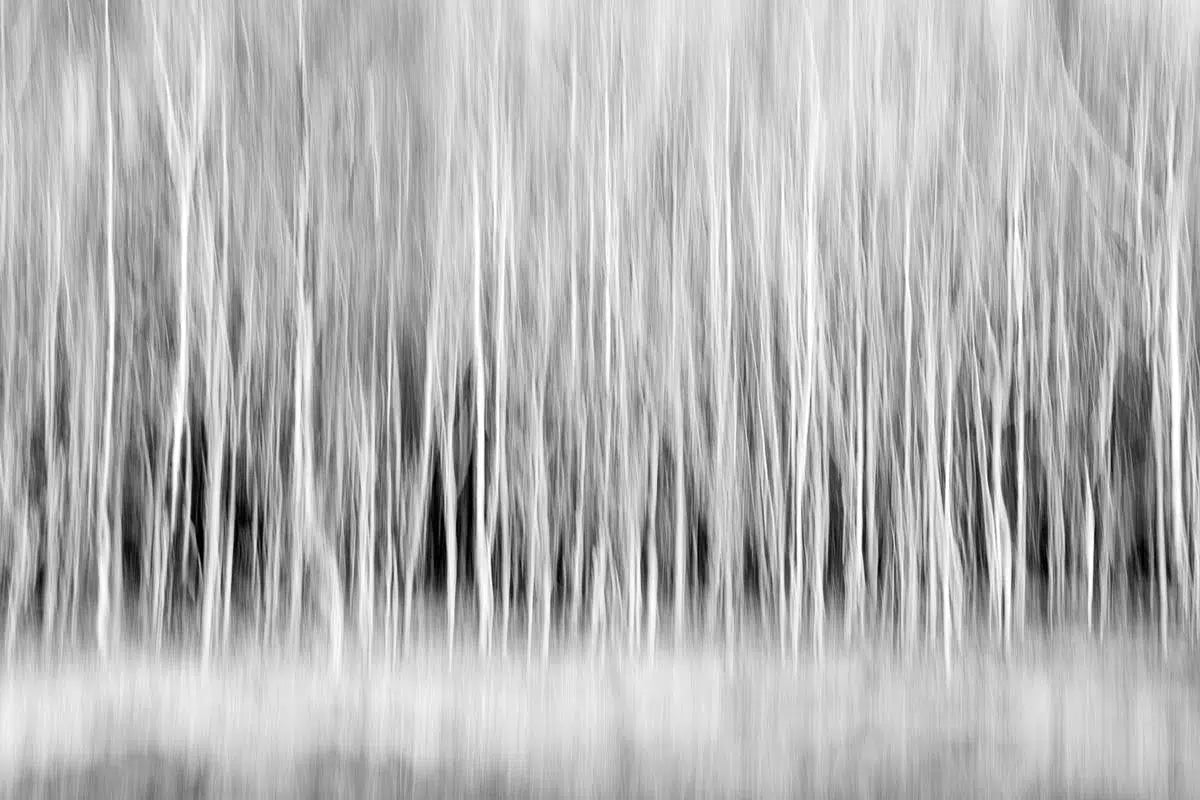 Forest Trees Abstract in Black and White, by Natalie Kinnear-PurePhoto