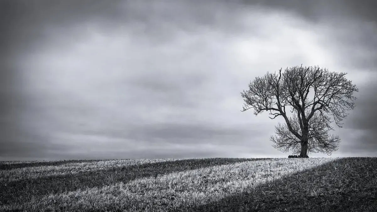 Fosse Tree Stripes, by Alan Ranger – PurePhoto