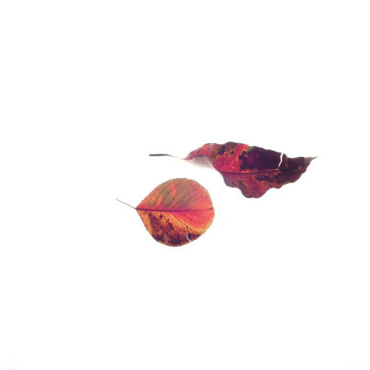 Found Things #1, by Bryony Shearmur-PurePhoto