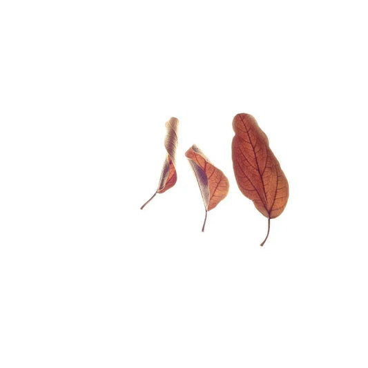 Found Things #3, by Bryony Shearmur-PurePhoto
