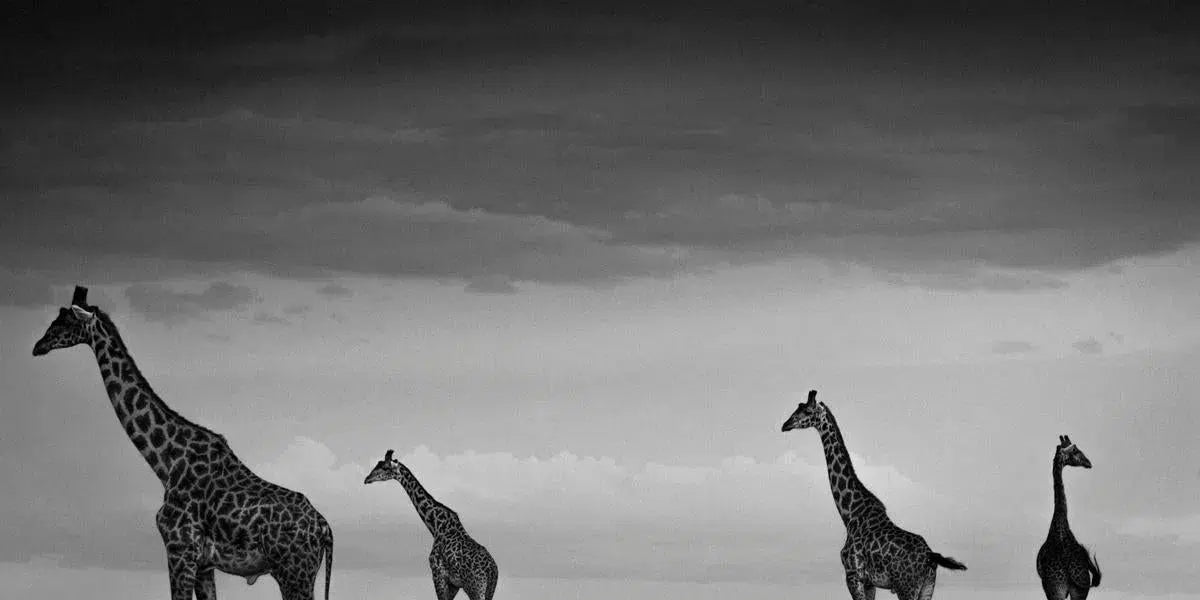 Four giraffes in the Sky, Kenya, by Laurent Baheux-PurePhoto