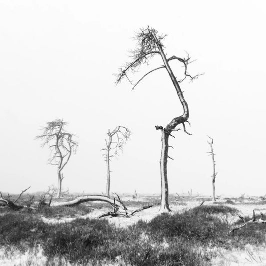Four trees, by Julien Coomans-PurePhoto