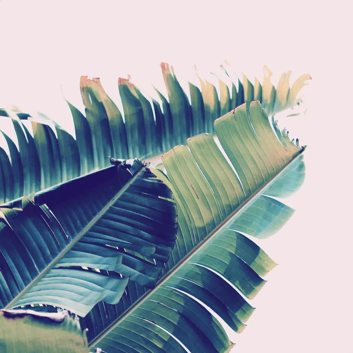 Frayed, by Alicia Bock-PurePhoto