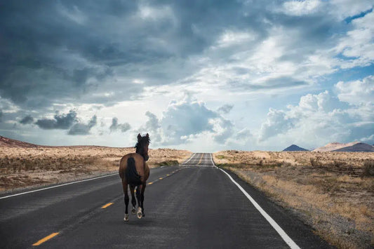 Freedom on the Open Road, by Garret Suhrie-PurePhoto