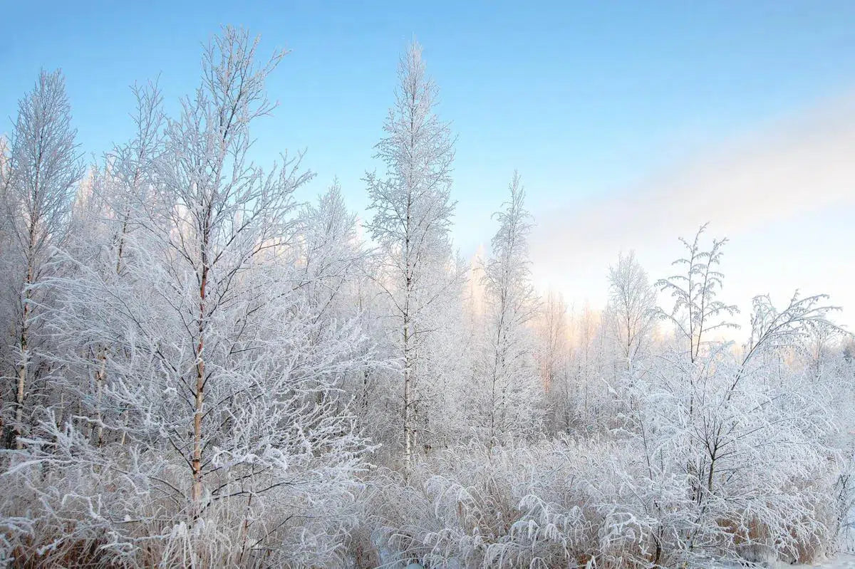 Frozen December, by Ari Salmela-PurePhoto