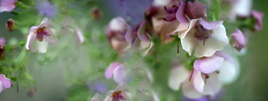 GARLAND, by Nicole Katano-PurePhoto