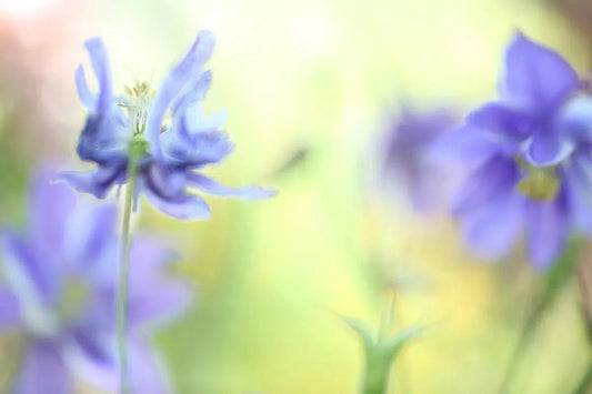 GRANNY'S BONNET, by Nicole Katano-PurePhoto