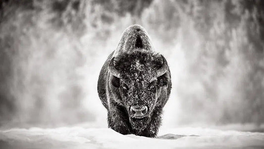 Gatekeeper, by Drew Doggett-PurePhoto