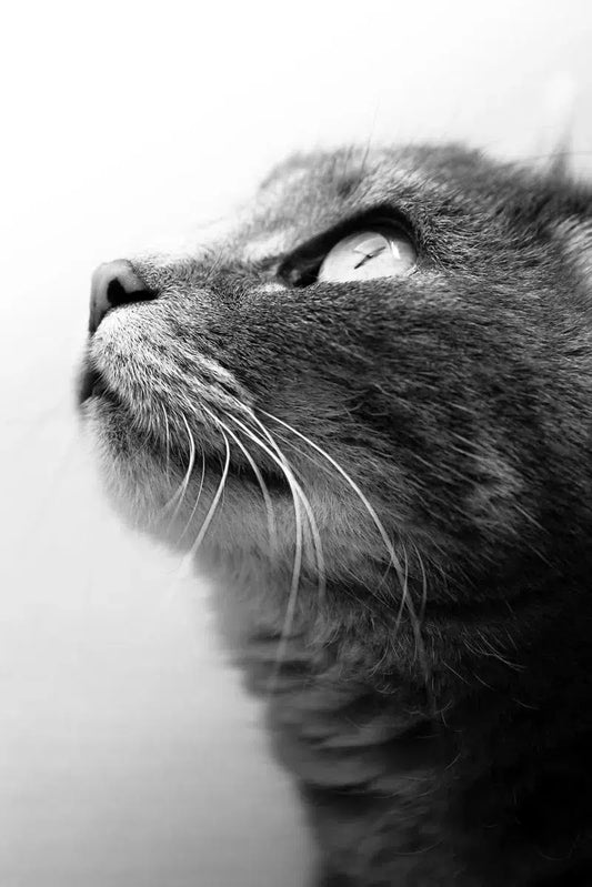 Gazing cat, by Mats Gustafsson-PurePhoto