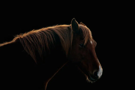 Glowing Horse, by Michael Duva-PurePhoto