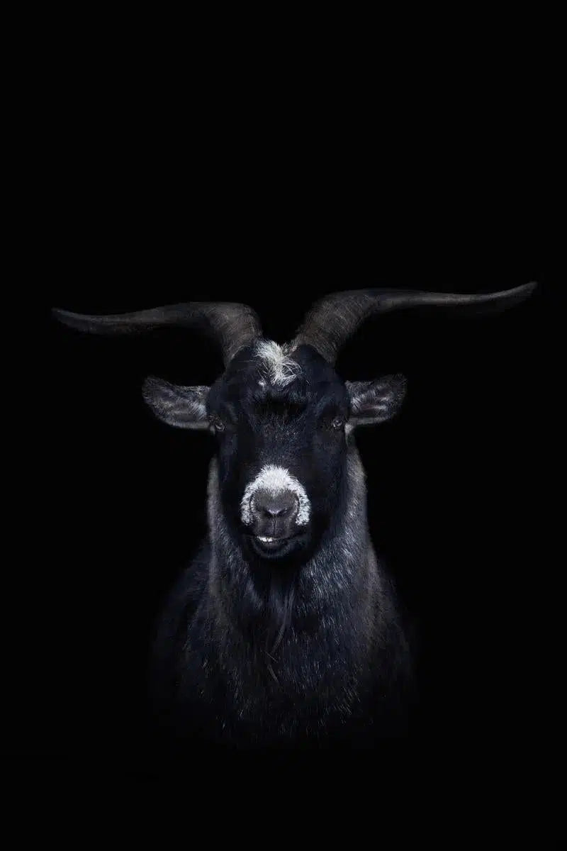 Goat Face, by Michael Duva-PurePhoto