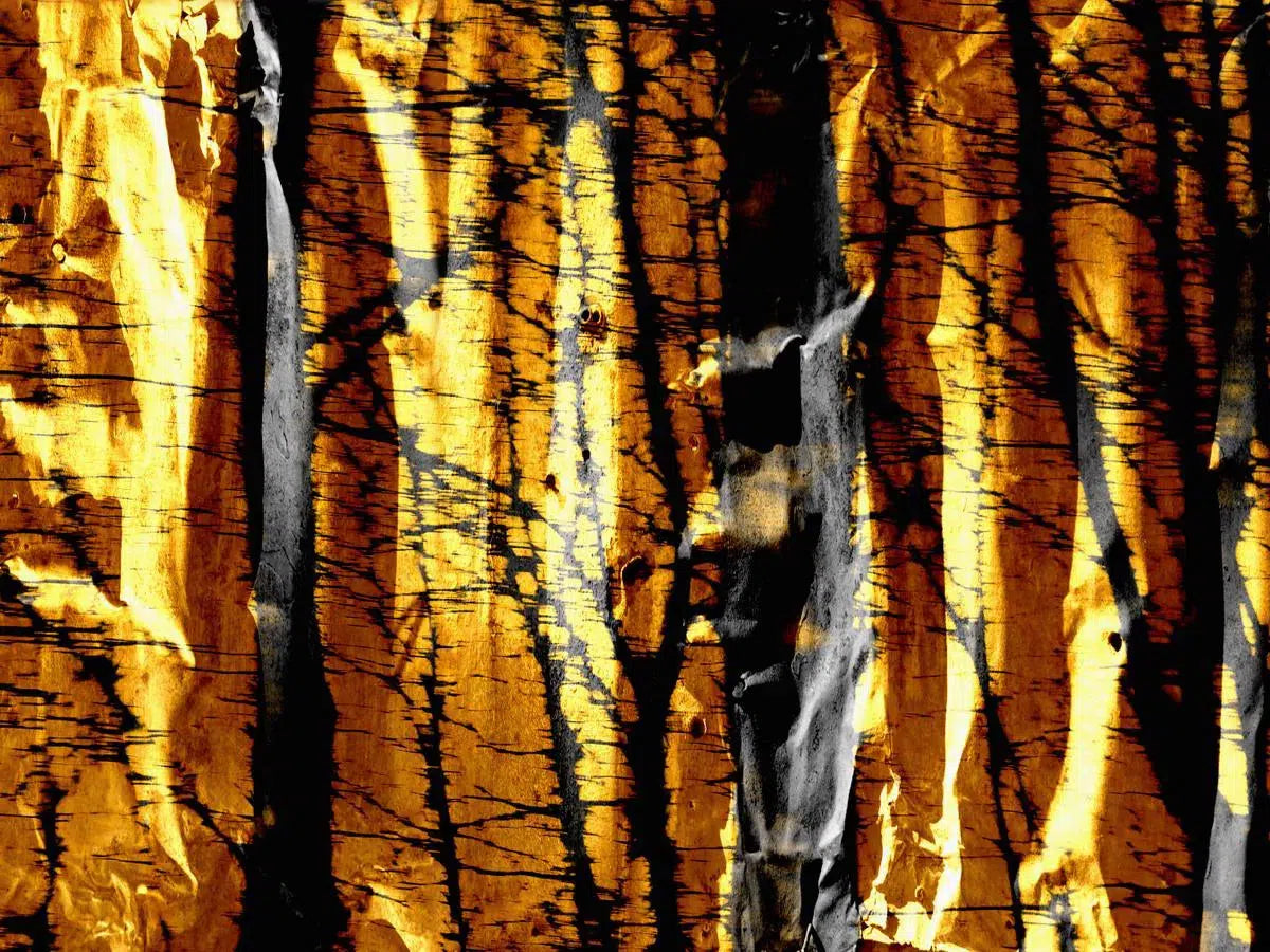 Golden Forest, by Anyes Galleani-PurePhoto