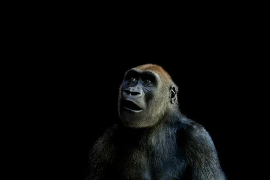 Gorilla Aware, by Michael Duva-PurePhoto