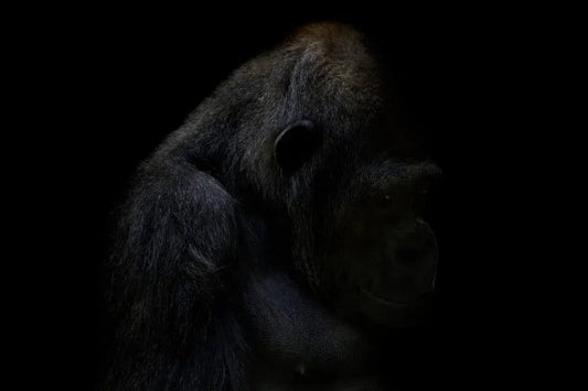 Gorilla Reminiscing, by Michael Duva-PurePhoto