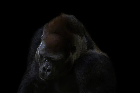 Gorilla Thoughts, by Michael Duva-PurePhoto