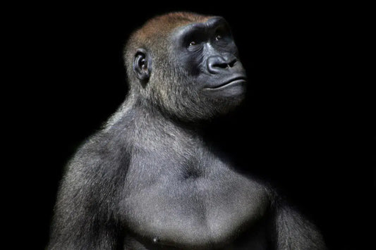 Gorilla, by Michael Duva-PurePhoto