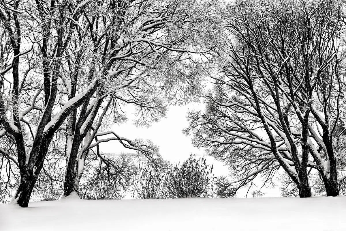Graphic Winter Day, by Ari Salmela-PurePhoto