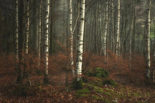 Grasmere Birch 1, by Alan Ranger-PurePhoto