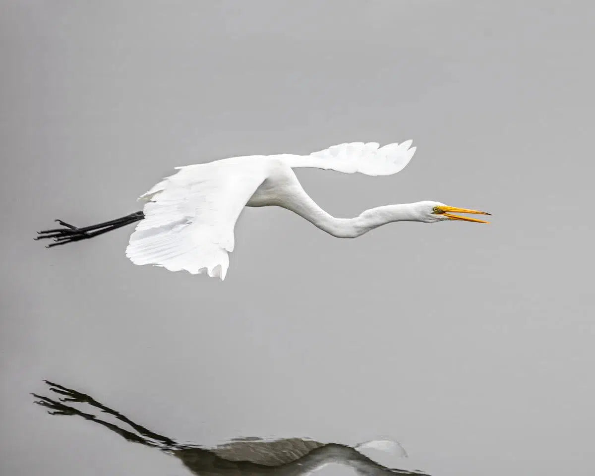 Great Egret, by Tom Fowlks-PurePhoto