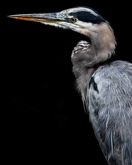 Great Heron, by Tom Fowlks-PurePhoto