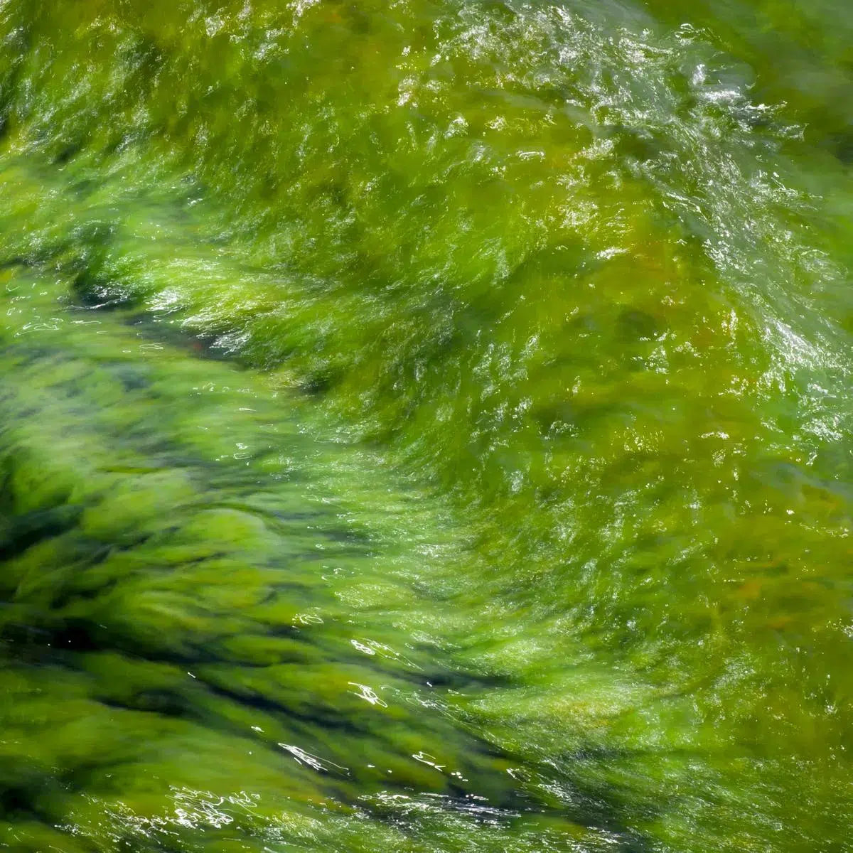 Green sea 3, by Mats Gustafsson-PurePhoto