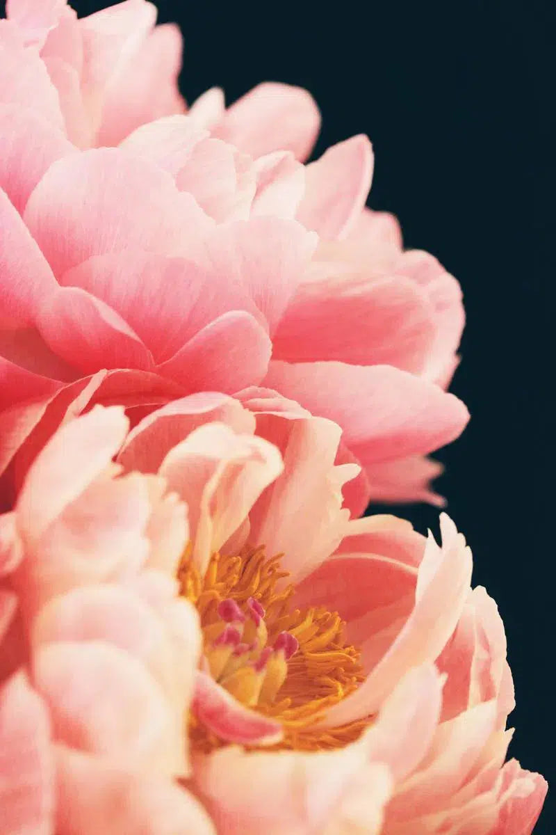 HAUTE COUTURE #1, by Alicia Bock-PurePhoto