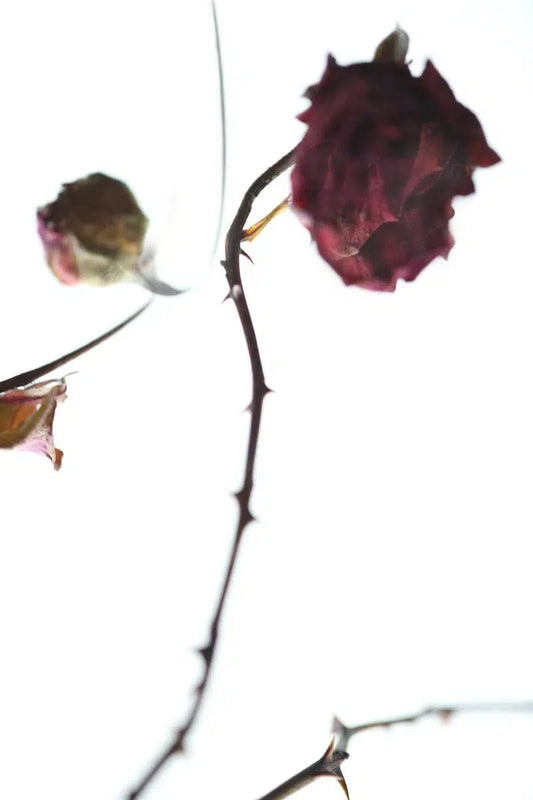 HIGHWIRE, by Nicole Katano-PurePhoto