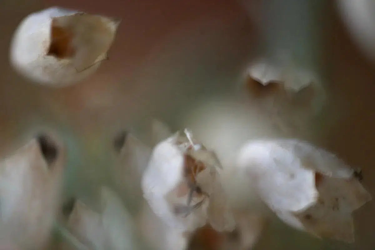 HOWL, by Nicole Katano-PurePhoto