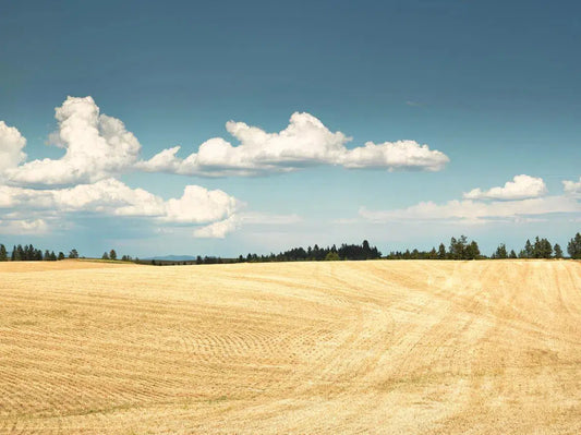 Harvested, by Dale Hedden-PurePhoto
