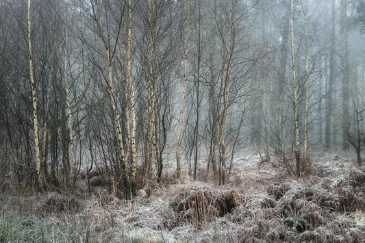 Hay Woods - 4, by Alan Ranger-PurePhoto