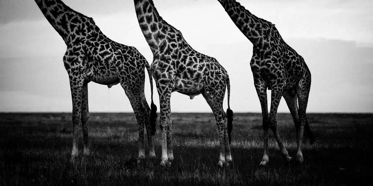 Head Off Giraffes, by Laurent Baheux-PurePhoto