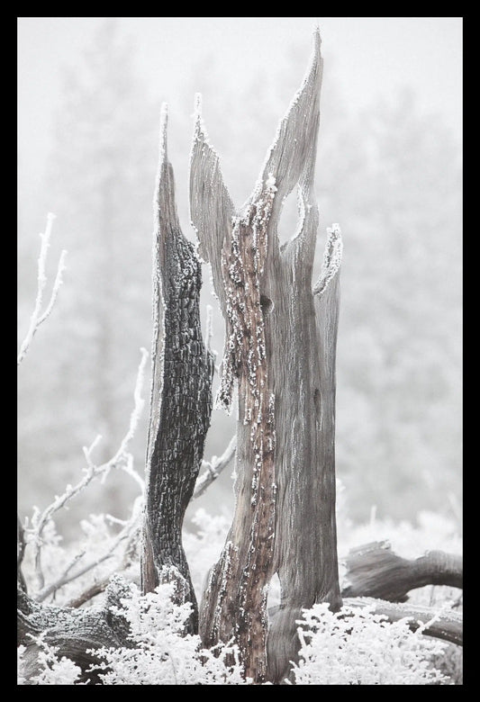 Hoar Frost I, Framed-PurePhoto