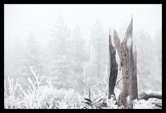 Hoar Frost II, Framed-PurePhoto
