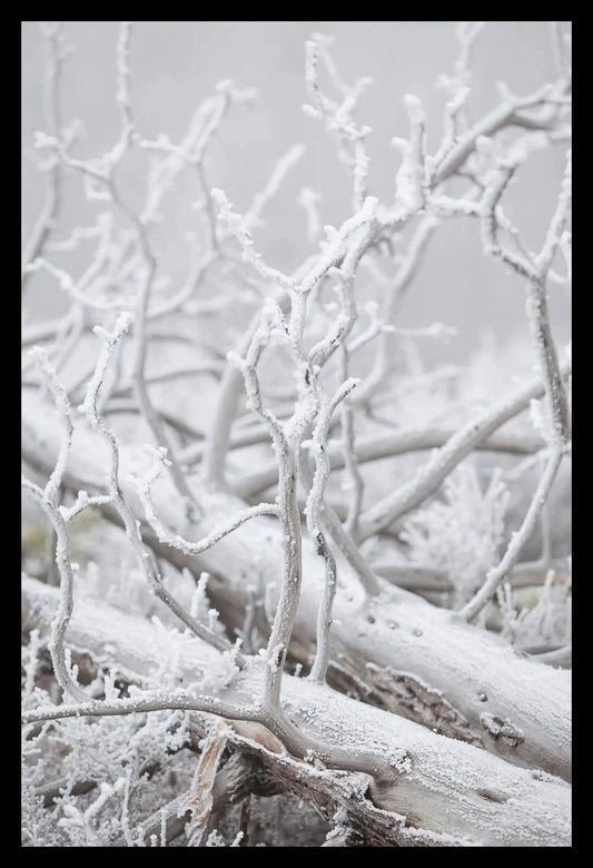 Hoar Frost III, Framed-PurePhoto