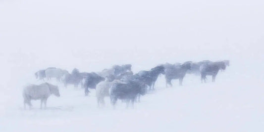 Hold The Line, by Carys Jones-PurePhoto