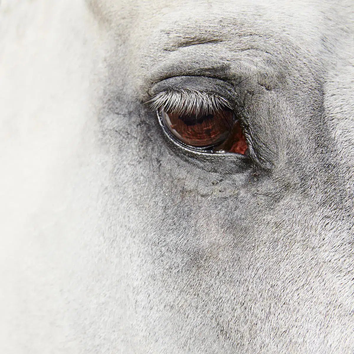 Horse Eye 01, by Trinette + Chris-PurePhoto