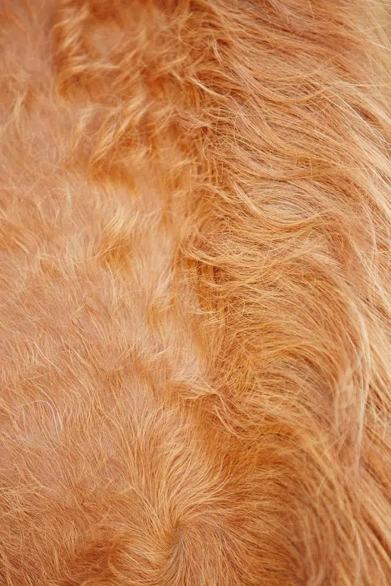 Horse Hair 1, by Trinette + Chris-PurePhoto