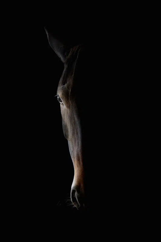 Horse Profile, by Michael Duva-PurePhoto