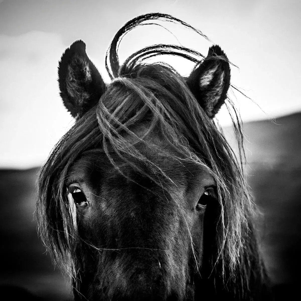 Horse's Ears, by Laurent Baheux-PurePhoto