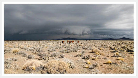 Horses in Pampa, Argentina 2010, by Ivo Von Renner-PurePhoto